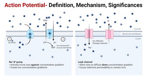 sodium leak channels|action potential